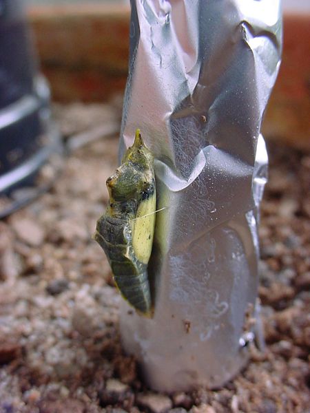 File:ChristianBauer Pieris rapae cocoon.jpg