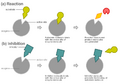 Thumbnail for version as of 18:57, 15 May 2006