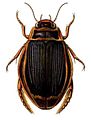 Thumbnail for version as of 12:30, 10 May 2006