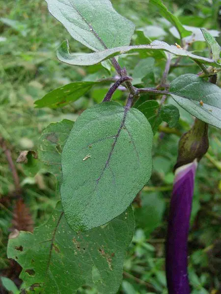 File:Eggplant.JPG