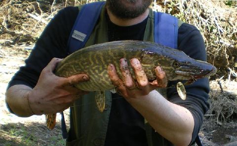 Esox - New World Encyclopedia