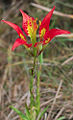 Thumbnail for version as of 02:49, 10 December 2007