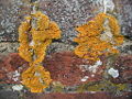 Thumbnail for version as of 01:42, 13 October 2007