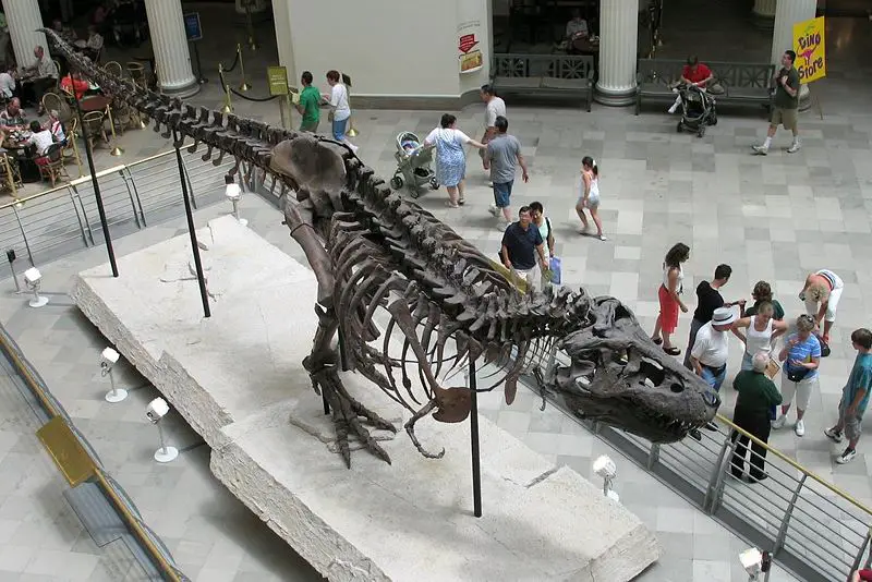 File:Sue at Field Museum.jpg