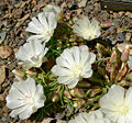 Thumbnail for version as of 04:12, 8 January 2009