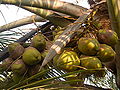 Thumbnail for version as of 15:00, 3 July 2006