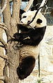 Thumbnail for version as of 17:12, 20 July 2007