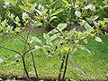 Thumbnail for version as of 21:39, 11 March 2007
