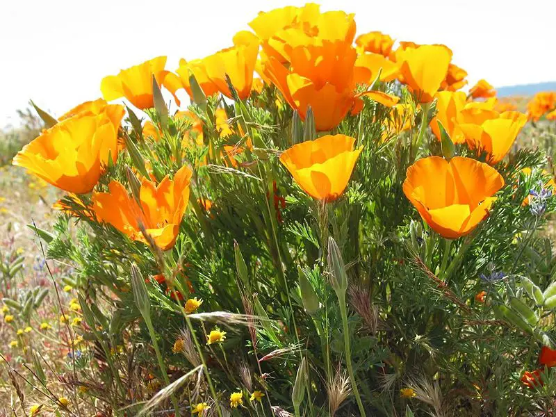 File:California Poppies3.jpg