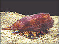 Thumbnail for version as of 19:13, 28 January 2007
