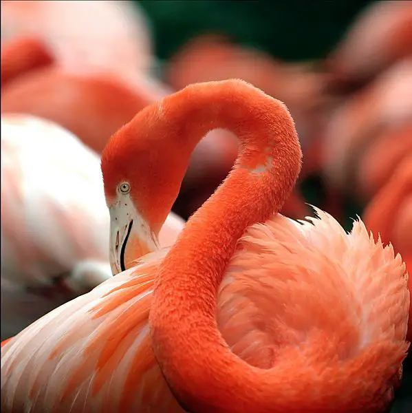 File:Flamingo National Zoo.jpg