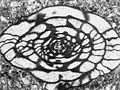 Thumbnail for version as of 14:38, 12 November 2008