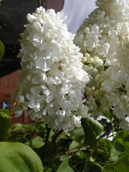 File:Lilac.head.600pix.jpg
