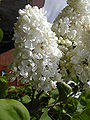 Thumbnail for version as of 13:05, 7 June 2008