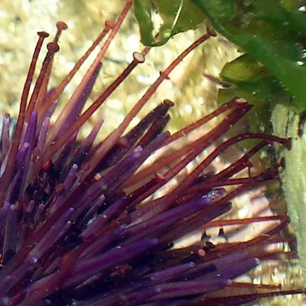File:Seeigel-Saugfuesse(Galicien2005).jpg