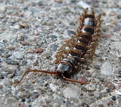 Lithobius forficatus, a centipede