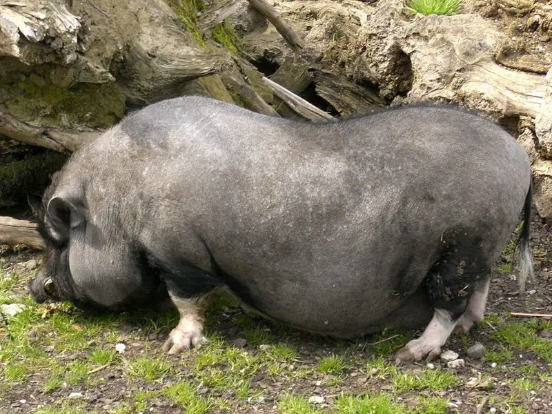 File:Ulm Tiergarten Hängebauchschwein.jpg