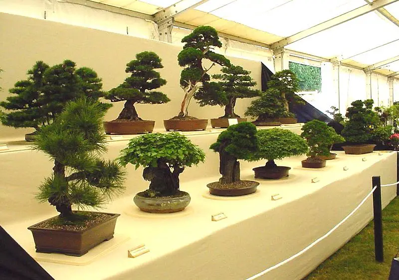 File:Aa tatton bonsai.jpg