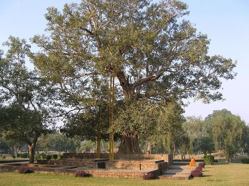 File:Anandabodhi.jpg