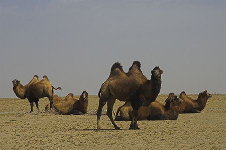 takla-makan-desert-new-world-encyclopedia