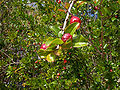 Thumbnail for version as of 04:57, 6 June 2007