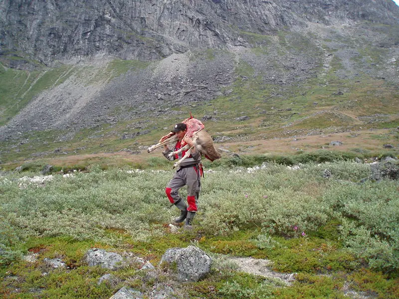 File:Reindeer carry Kasper.jpg