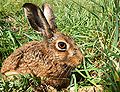 Thumbnail for version as of 23:43, 30 April 2008
