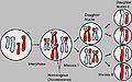 Thumbnail for version as of 16:31, 13 May 2006