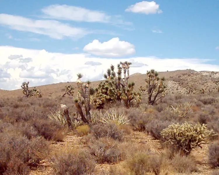 File:Mojave2.jpg