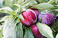 Thumbnail for version as of 16:49, 26 November 2007