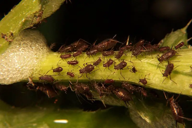 File:Aphid infestation.jpg