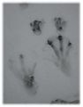 Thumbnail for version as of 22:50, 30 June 2006