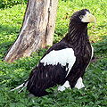 Thumbnail for version as of 03:36, 28 August 2008