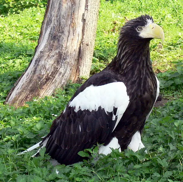 File:Haliaeetus pelagicus 2.jpg