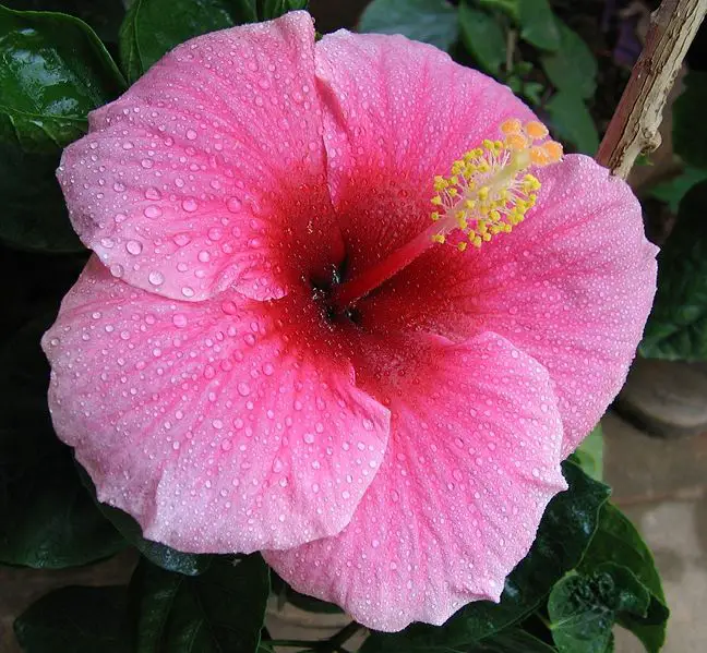 File:Hibiscus pink.jpg