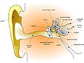 Thumbnail for version as of 14:02, 26 March 2007