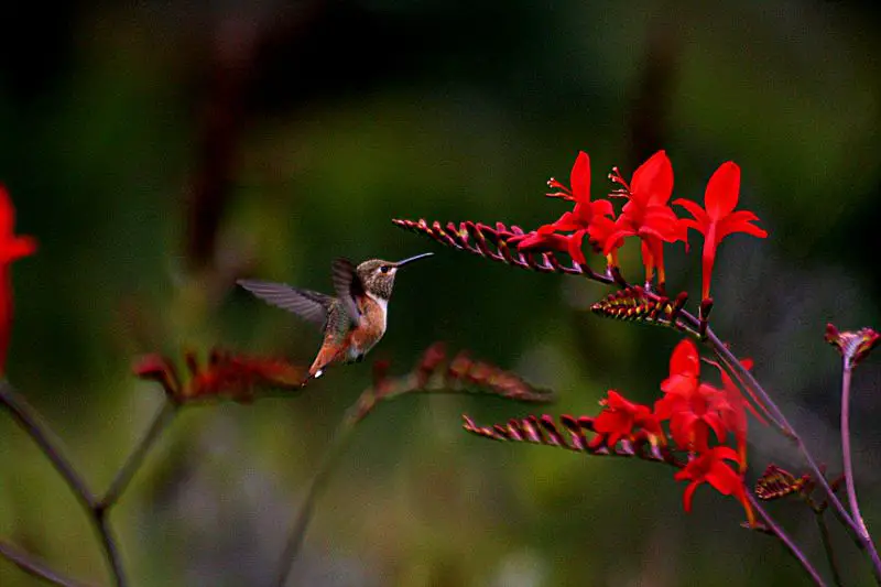 File:Humming flowers.jpg