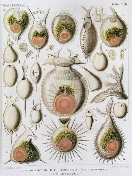 File:Radiolaria.jpg