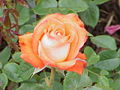 Thumbnail for version as of 17:54, 10 June 2006