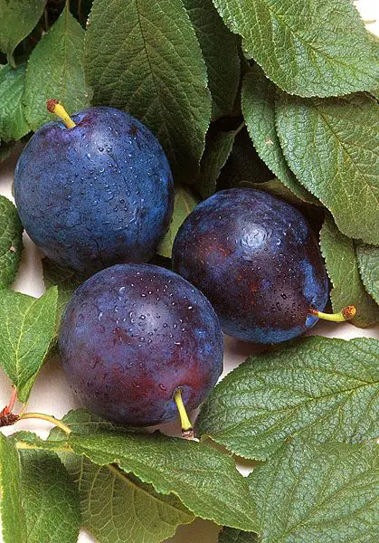 File:Bluebyrd plum.jpg