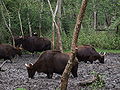 Thumbnail for version as of 02:06, 24 December 2008