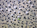 Thumbnail for version as of 20:00, 21 October 2007