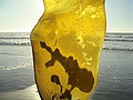 Thumbnail for version as of 22:57, 13 October 2008