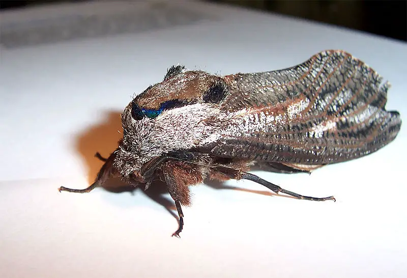 File:Looper moth.jpg