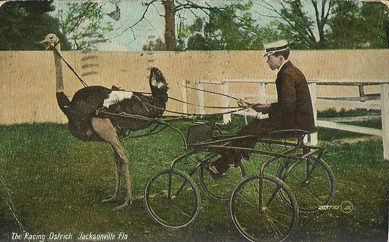 File:OstrichCartJacksonville1.jpg