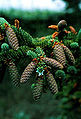 Thumbnail for version as of 02:42, 31 October 2007