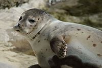 Common Seal, Phoca vitulina