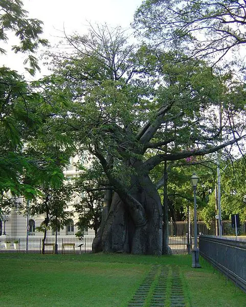 File:Baoba recife.jpg