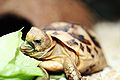 Thumbnail for version as of 23:53, 15 December 2007