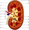 Thumbnail for version as of 01:14, 16 September 2006